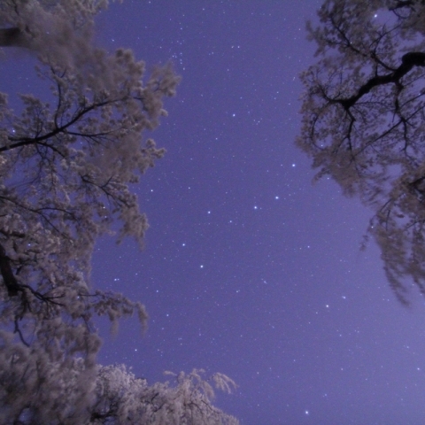 しだれ桜の下から見る北斗七星