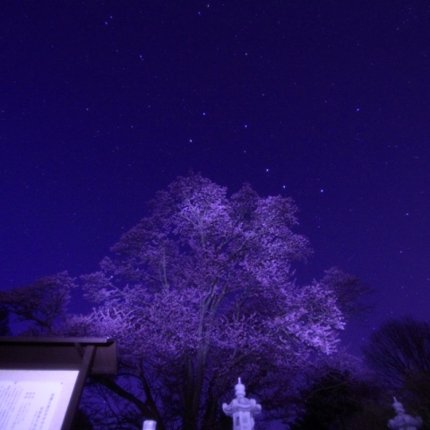 地蔵久保のオオヤマザクラとおおぐま座