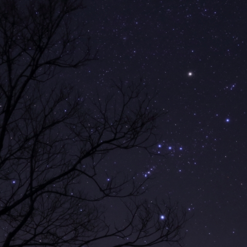 木陰のオリオン