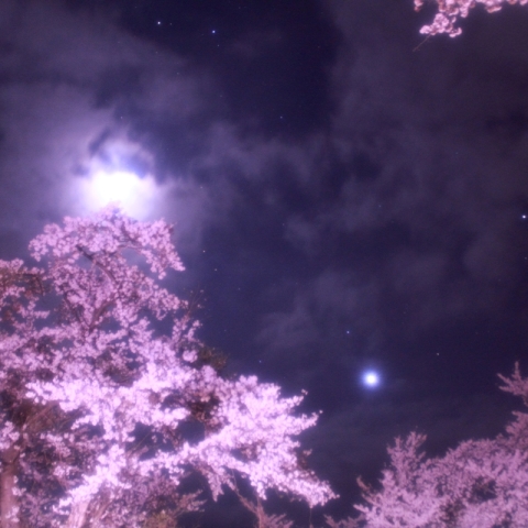 桜林の中に落ちる三日月と金星