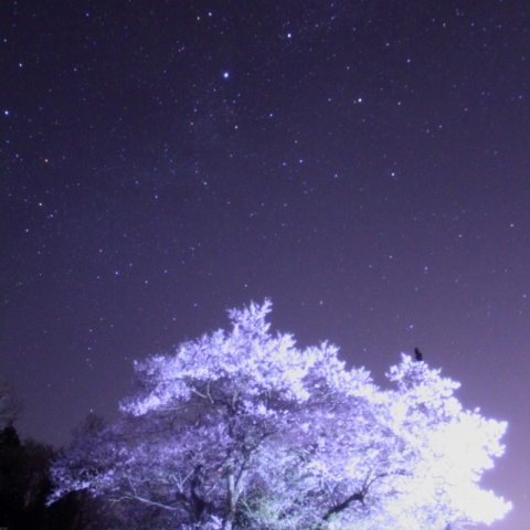 巡礼桜とはくちょう座