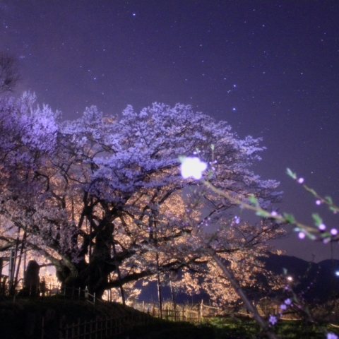 神代桜と夏の星座