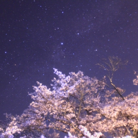 神代桜と天の川の中のはくちょう座