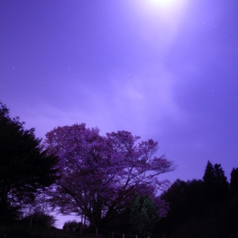 おぼろ月夜のオオヤマザクラ