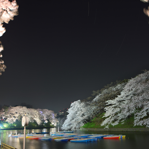 千鳥ヶ淵の満開桜