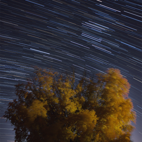 大和の大銀杏と日周