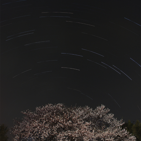 夜桜