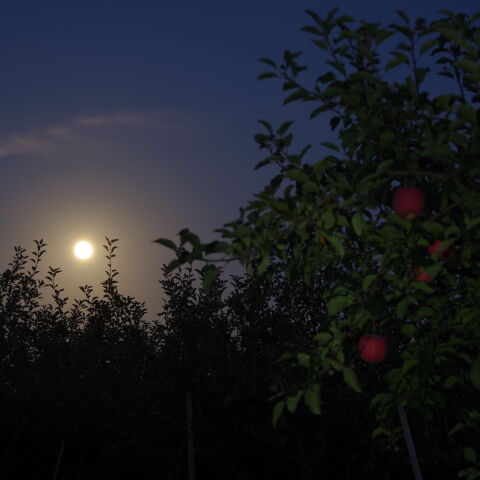 スーパームーン　 in　津軽りんご園