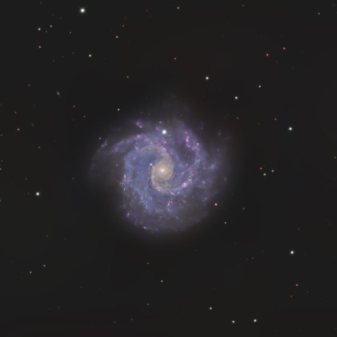 NGC3184　　おおぐま座