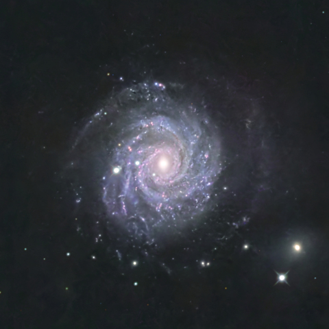 NGC3344