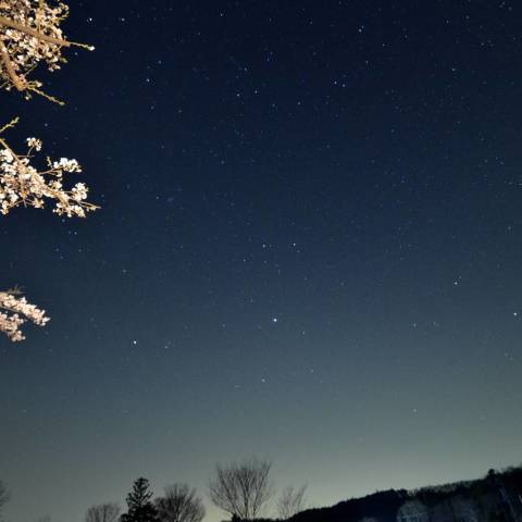 西の福島市の明かりに沈む木星と桜のある星空