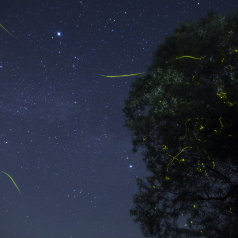 夏の大三角と夏の光