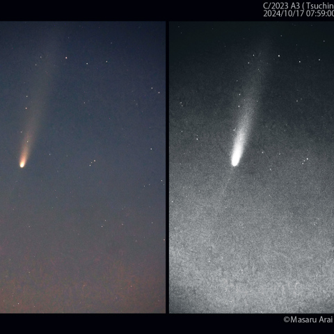 300mmで撮影したアンチテイル：2024/10/17