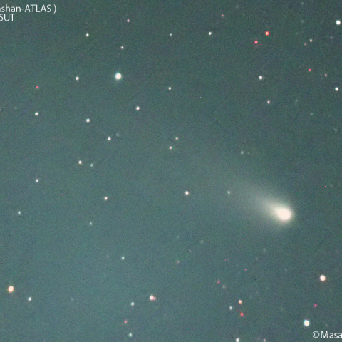 1000mmで撮影した紫金山-アトラス彗星：2024/11/28