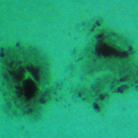 速報!成長した活動領域 4274:2025/11/07