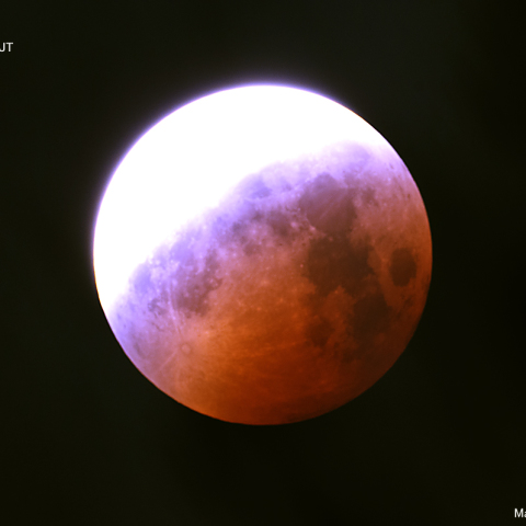 ブルーベルト(BlueBelt)