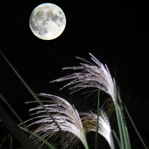 中秋の名月：2020/10/1