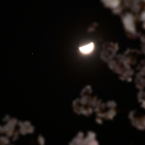 夜桜に月と火星 〈 2023/ 3/28 〉