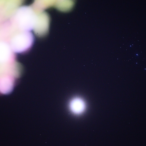 金星とM45 接近 〈 2023/ 4/10 〉