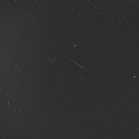 ふたご群、大量捕獲