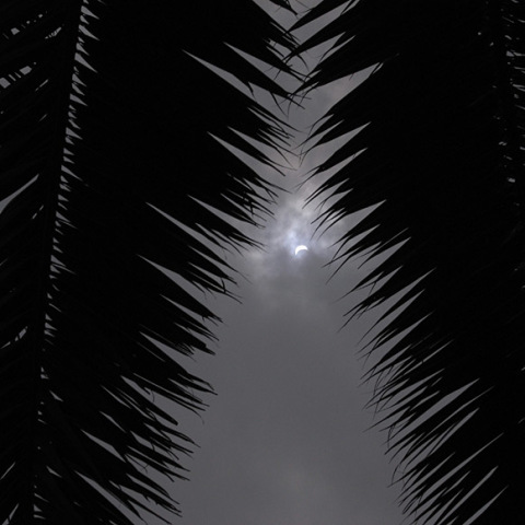 シュロの葉と日食