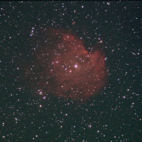 庭から撮るモンキー