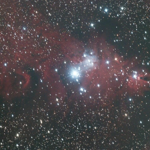 クリスマスツリー