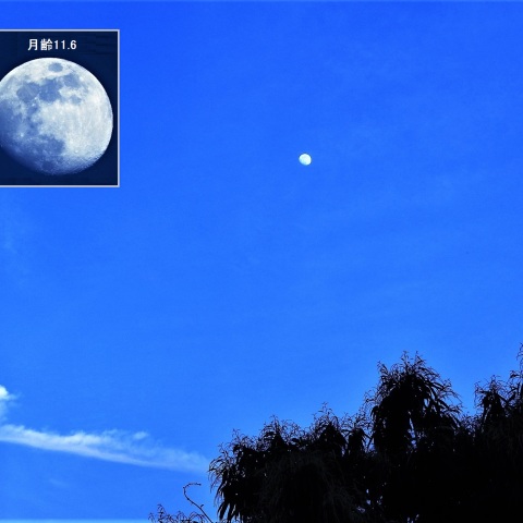 月（月齢11.6）