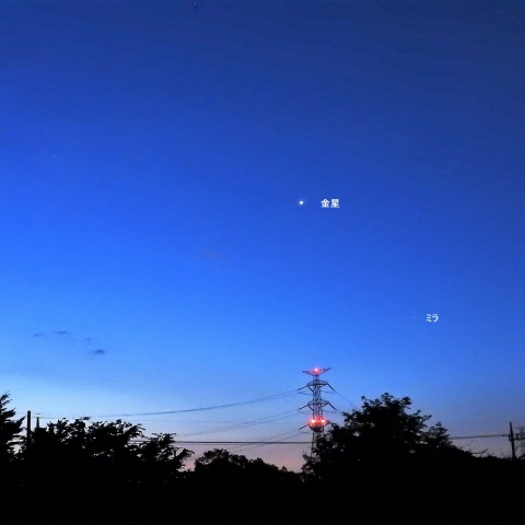 明けの明星とミラ