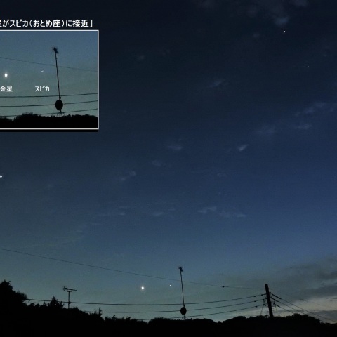 金星がスピカに接近