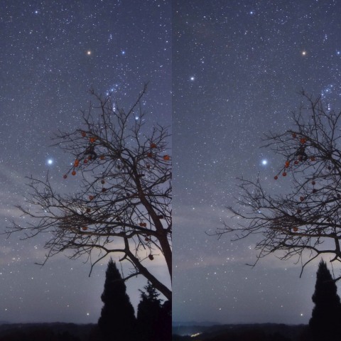 柿の木と冬の星々3D