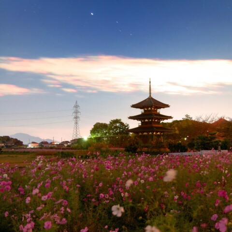 木星、土星とコスモス畑