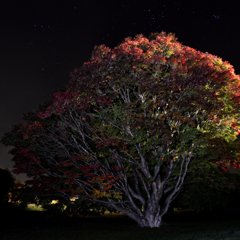 七色大カエデとプレアデス、ヒアデス
