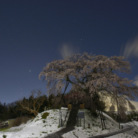 上石の不動ザクラと沈む木星