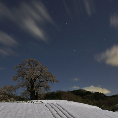 塩の崎の大ザクラと昇るさそりの頭