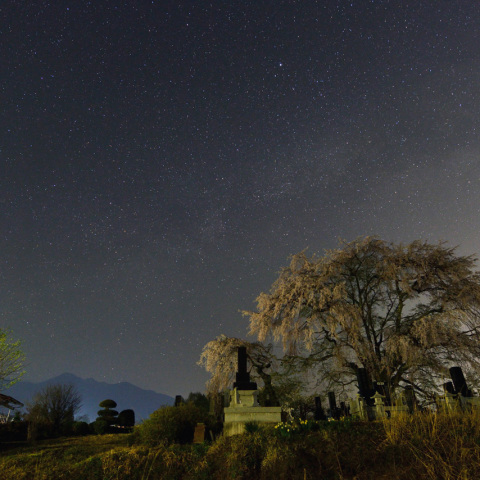 田端のしだれ桜と夏の大三角形