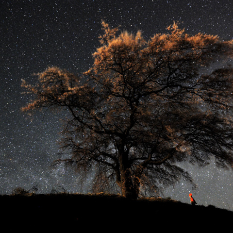 上発知の桜と夏の銀河