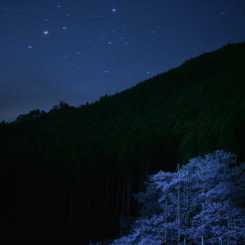 淡墨桜とさそり