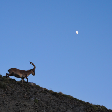 The wild goat and the moon