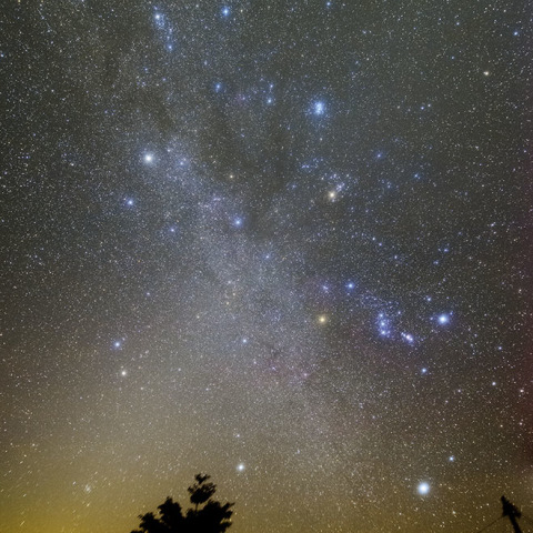 クリスマスツリー