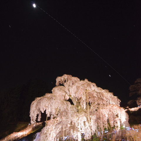 三春の滝桜とISS