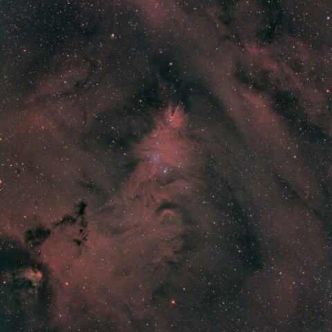 NGC2264　いっかくじゅう座　クリスマスツリー星団