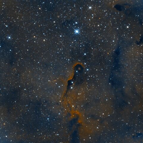 IC1396 ケフェウス座 象の鼻星雲