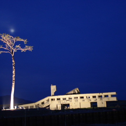 パール奇跡の一本松