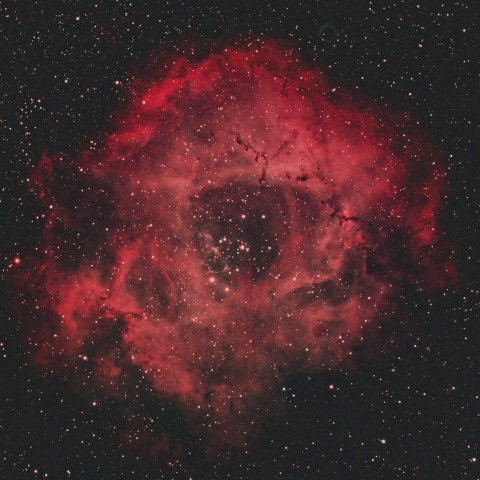 ばら星雲 2025年1月8日