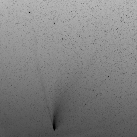 北斗七星を覆うNEOWISE彗星（白黒階調反転）