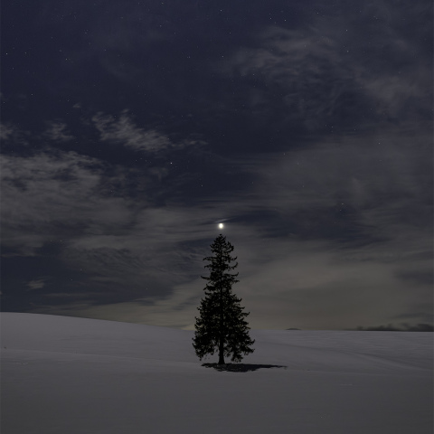 クリスマスツリーの木の上に金星