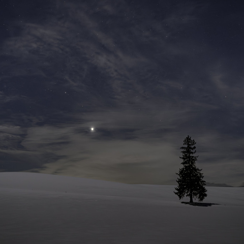 クリスマスツリーの木と金星・土星