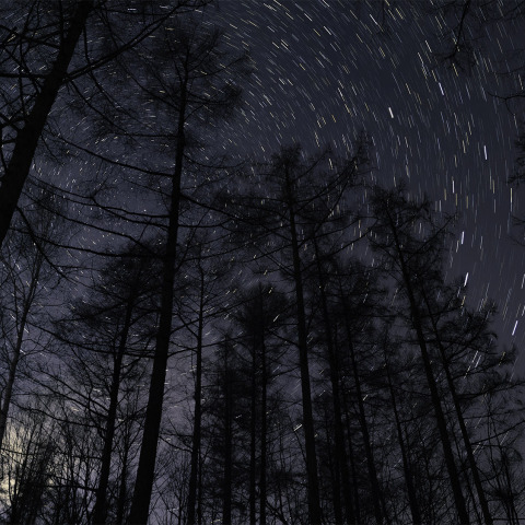 林から立ち昇る、春待ち北斗