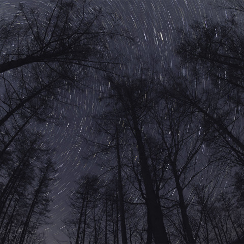 樹々と日周運動